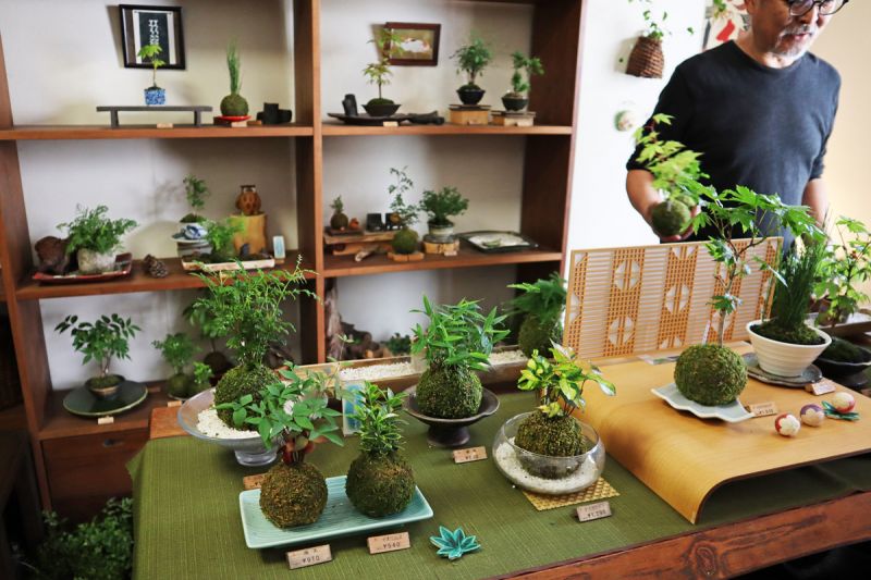 nghệ thuật Kokedama